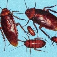 Image of Roaches - They Are So Nasty Recipe, Group Recipes
