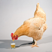 Image of Beer Chicken Not Beer Butt Chicken Recipe, Group Recipes