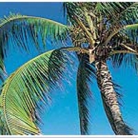 Image of Chicken Caesar Salad Recipe, Group Recipes