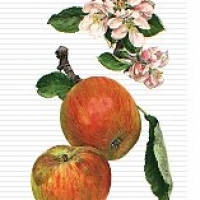 Image of Apple Cinnamon Coffee Cake Recipe, Group Recipes