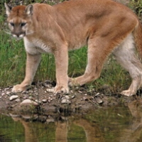 Image of A Lion And A Cougar Recipe, Group Recipes