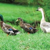 Image of Duckâ€¦duckâ€¦goose!!! Recipe, Group Recipes