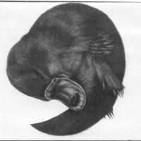 kplatypus